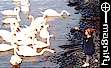 Feeding the Claddagh Swans